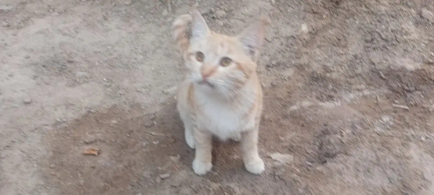 گربه اهلی خانگی|گربه|زاهدان, |دیوار