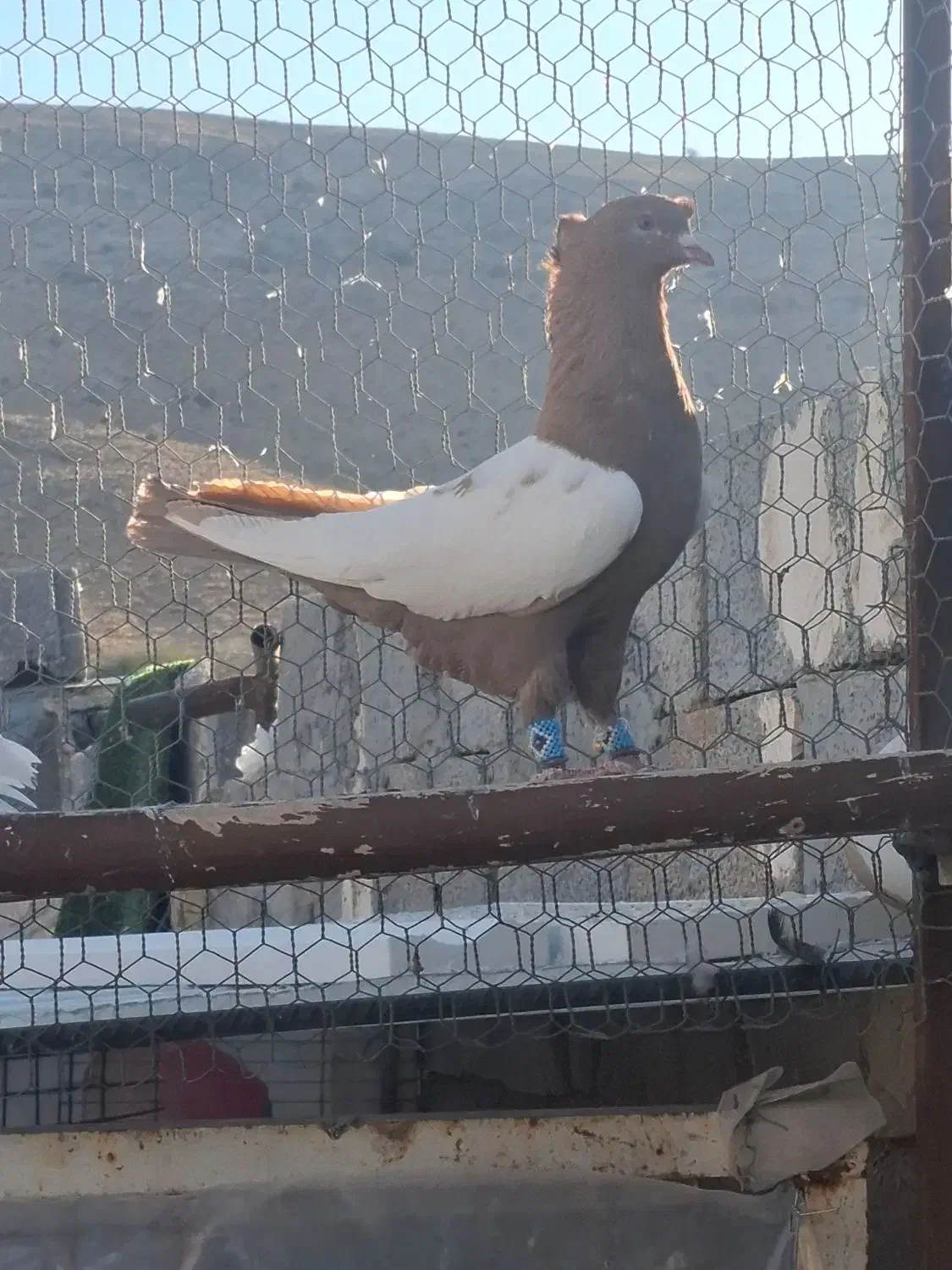 تعدادی بهبهانی|پرنده|شیراز, داریون|دیوار