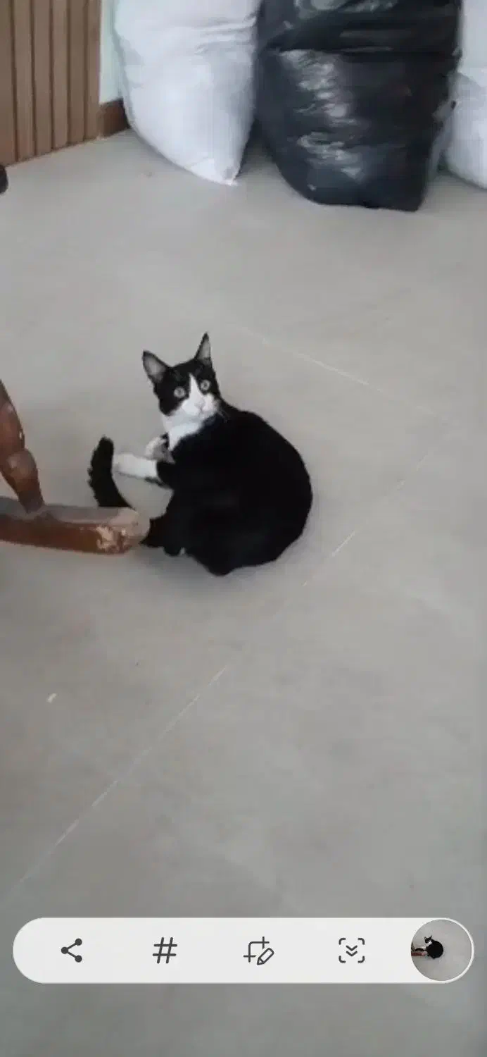 گمشده در رویان گربه تاکسیدو نر یکساله|حیوانات|رویان, |دیوار