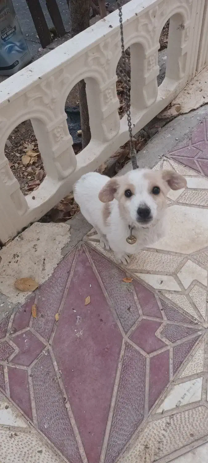 واگذاری سگ پاکوتاه|سگ|بهار, |دیوار