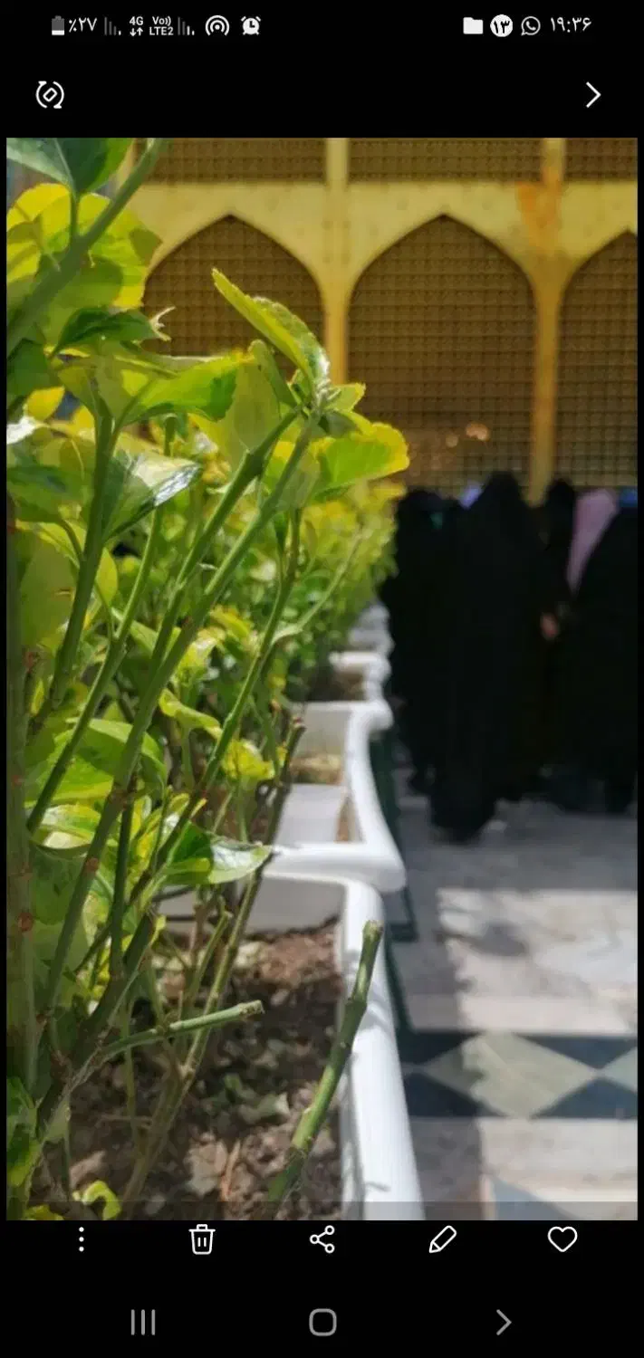 کاروان مشهد مقدس ۶/۲۵حرکت فقط ۴ تمن ظرفیت محدود|تور و چارتر|اهواز, سلطانمنش|دیوار