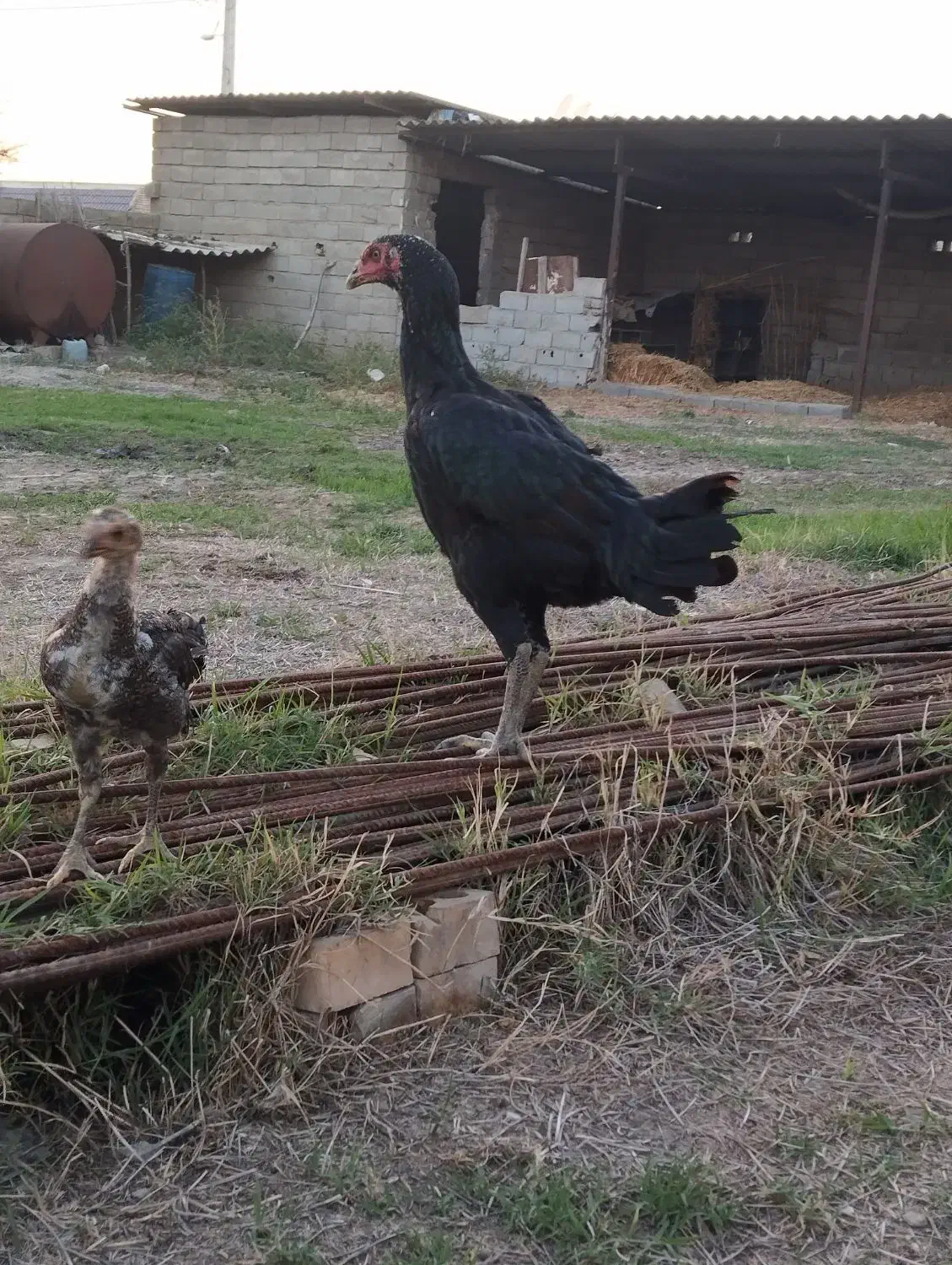 مرغ جوجه لاری|حیوانات مزرعه|تاتار علیا, |دیوار