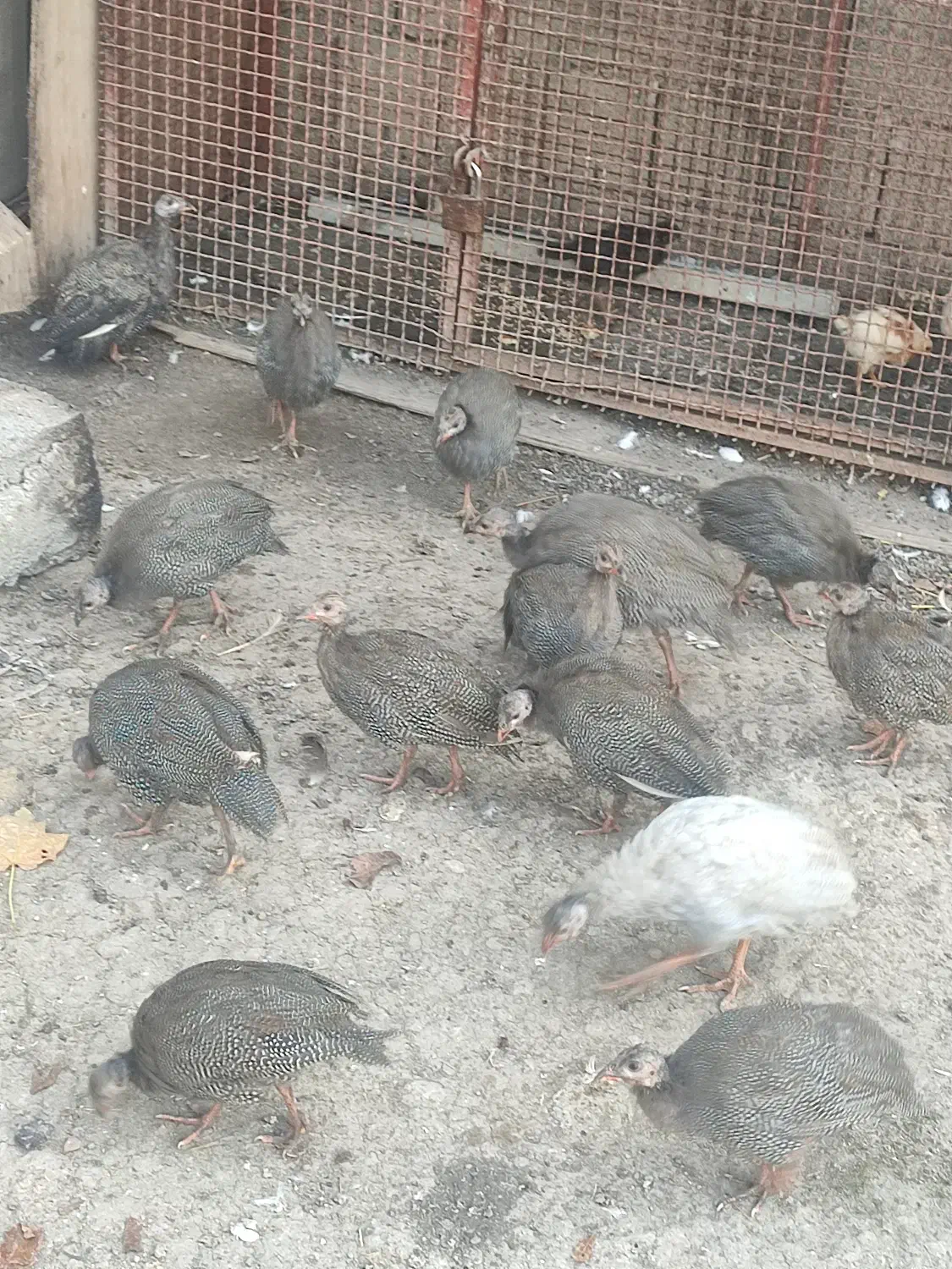 مرغ محلی و شاخدار|حیوانات مزرعه|توتکابن, |دیوار