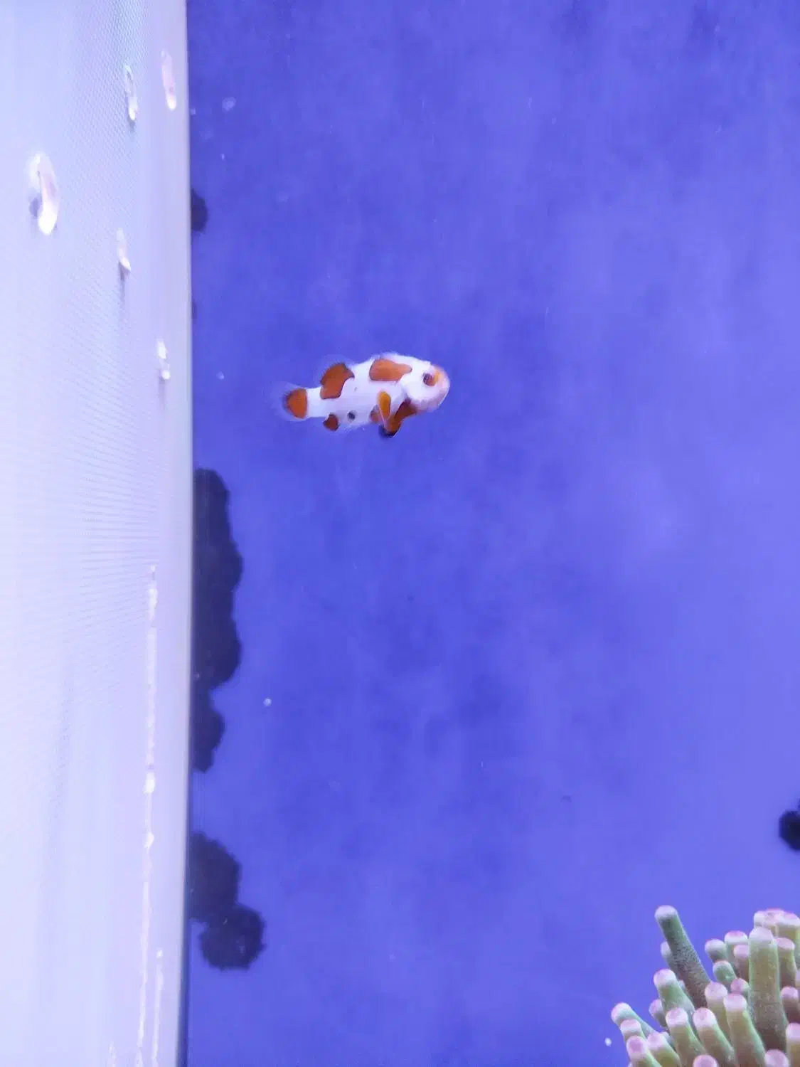 دلقک ماهی ابشور|ماهی|اسلام‌شهر, شهرک سعیدیه|دیوار