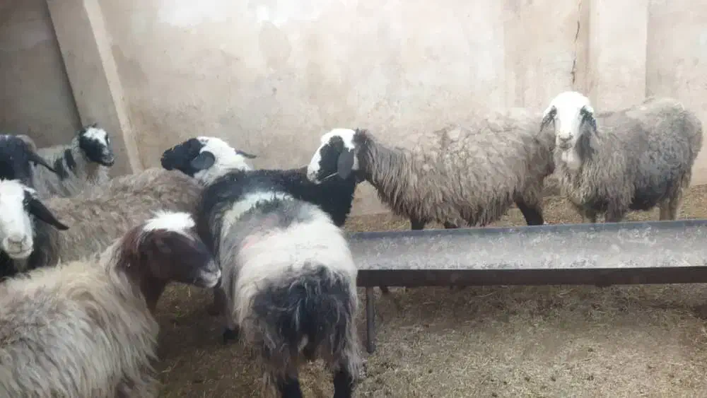 میش داشتی|حیوانات مزرعه|زرقان, |دیوار