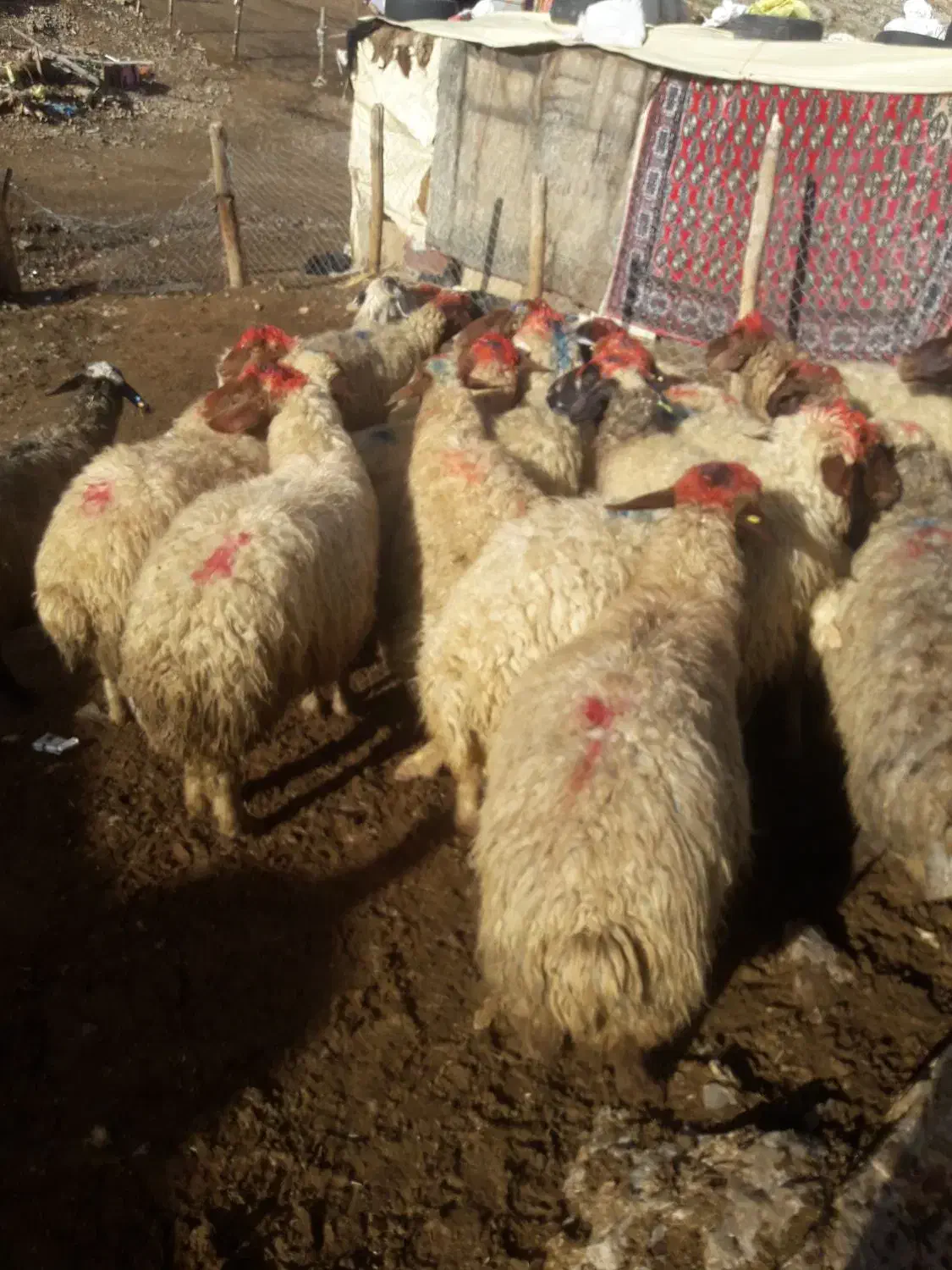 فروش دام زنده میش وشیشک چاق بزوتی بزچاق فلک الدین|حیوانات مزرعه|خرم‌آباد, |دیوار