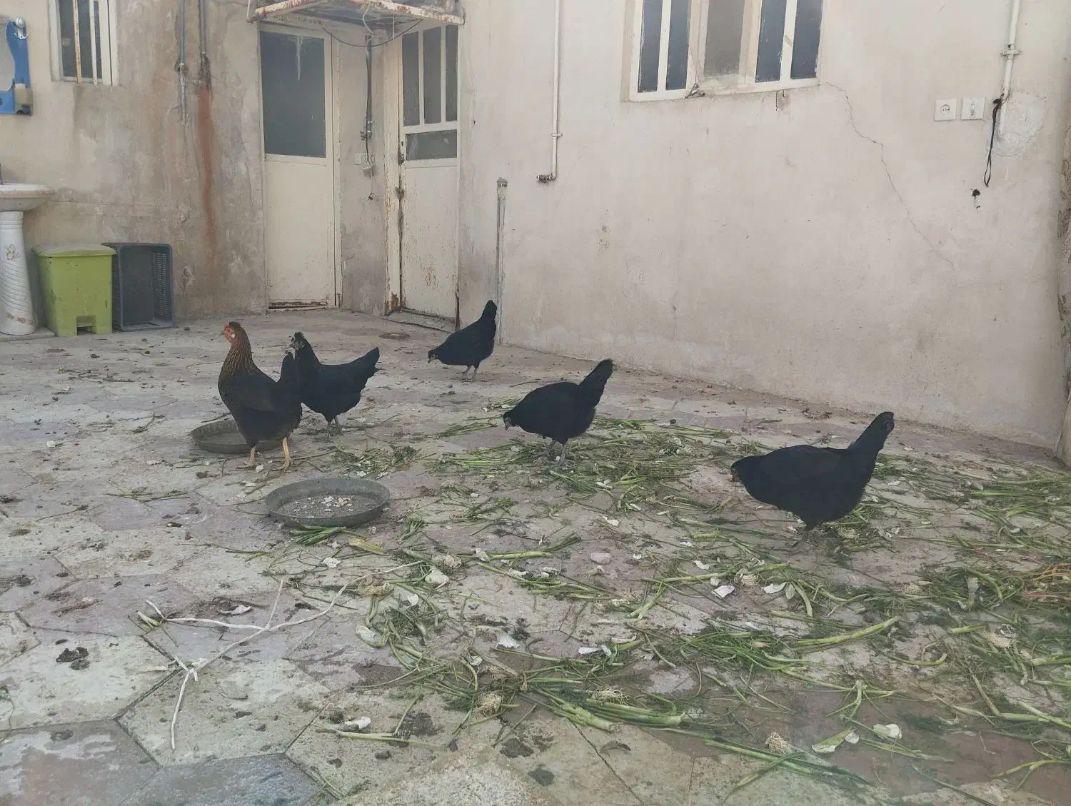 مرغخاگگذارسیاهورنگیاصیل|حیوانات مزرعه|کازرون, |دیوار