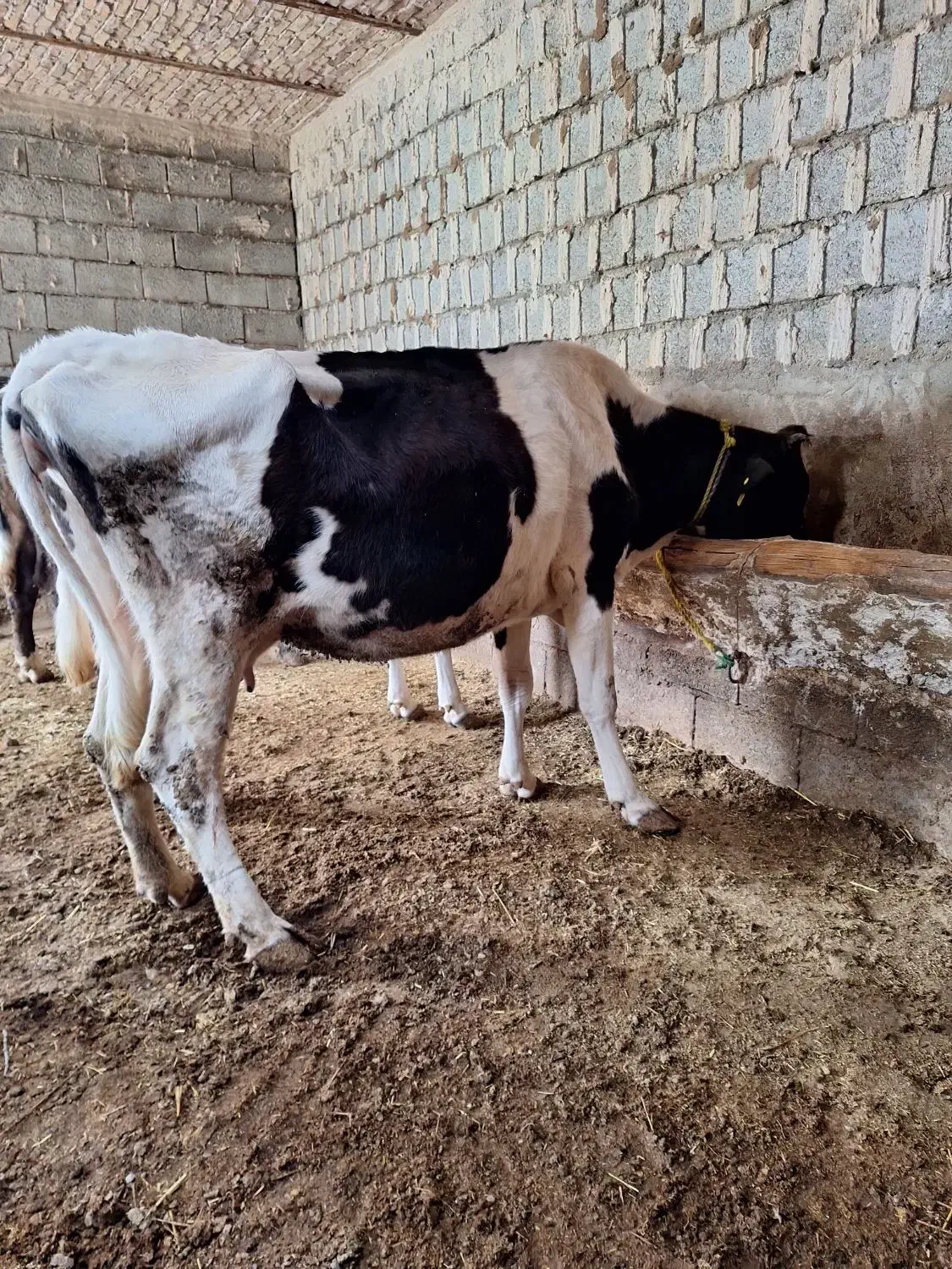 گاو|حیوانات مزرعه|مشگین شهر, |دیوار