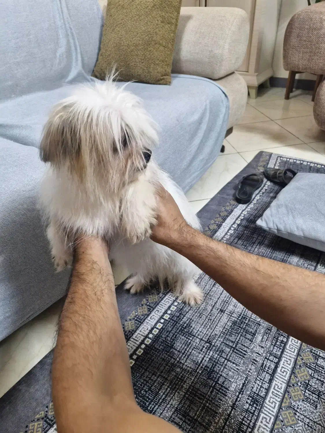 ماده شیتزو دو ساله|سگ|کرج, مهرویلا جنوبی|دیوار