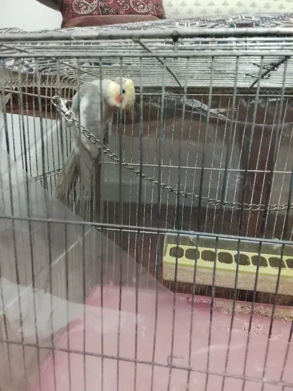 عروس هلندی نر|پرنده|تبریز, |دیوار