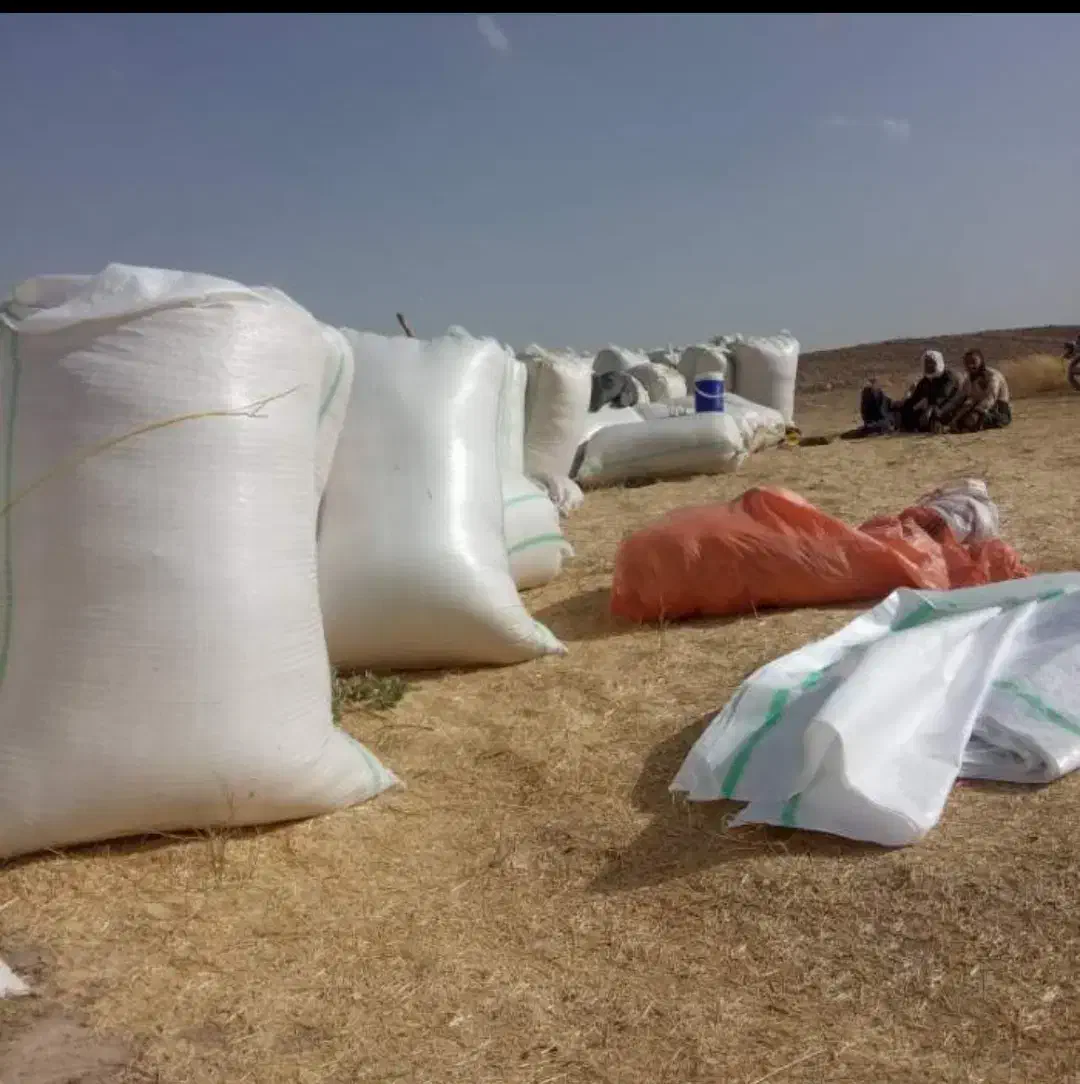 کاه گندم به مقدار پنج تن گونی شده آماده|عمدهفروشی|کازرون, |دیوار