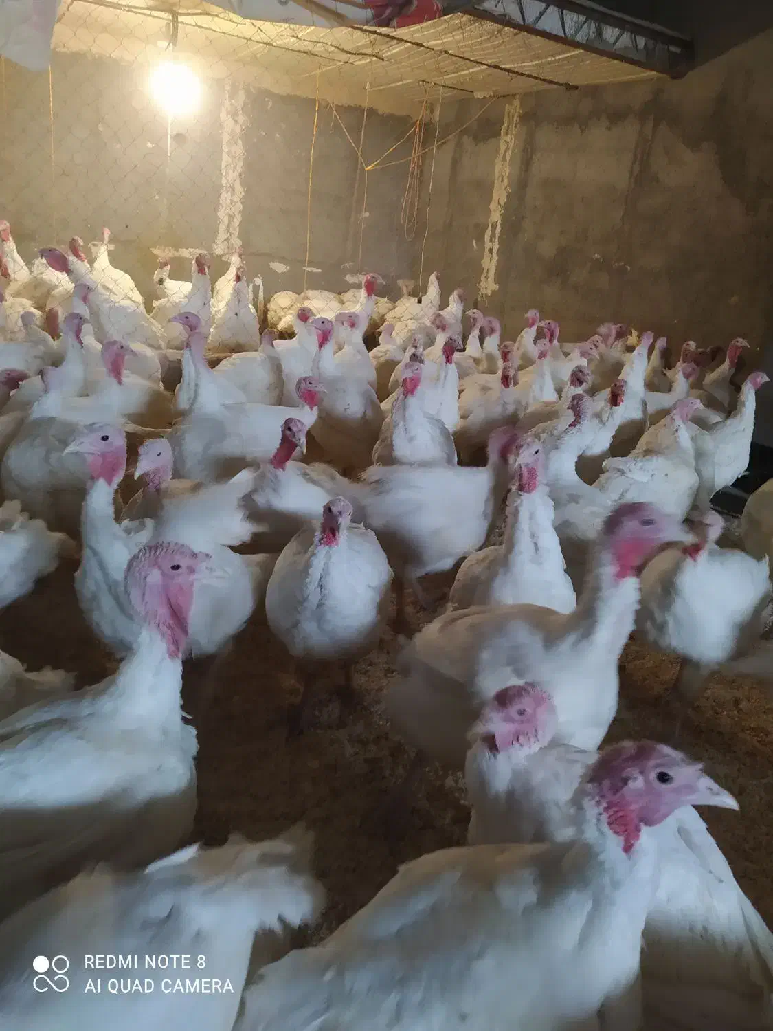 بوقلمون پرواری|حیوانات مزرعه|مشهد, رسالت|دیوار