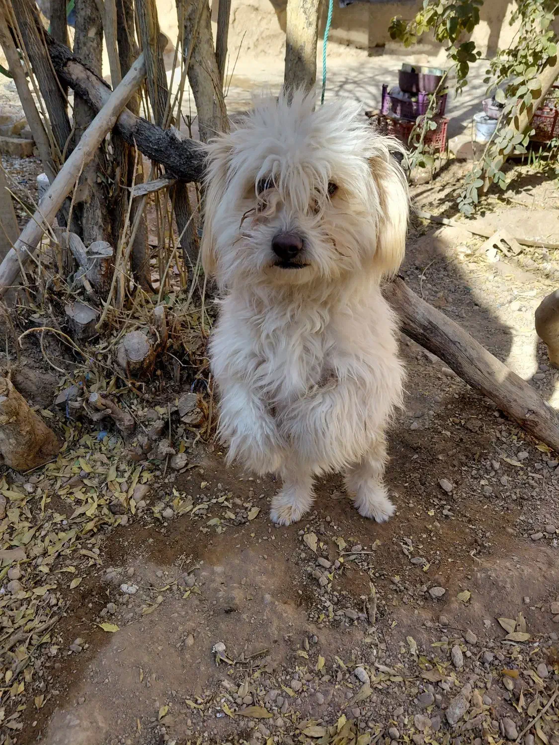 شیتزو .فروشی|سگ|آباده, |دیوار