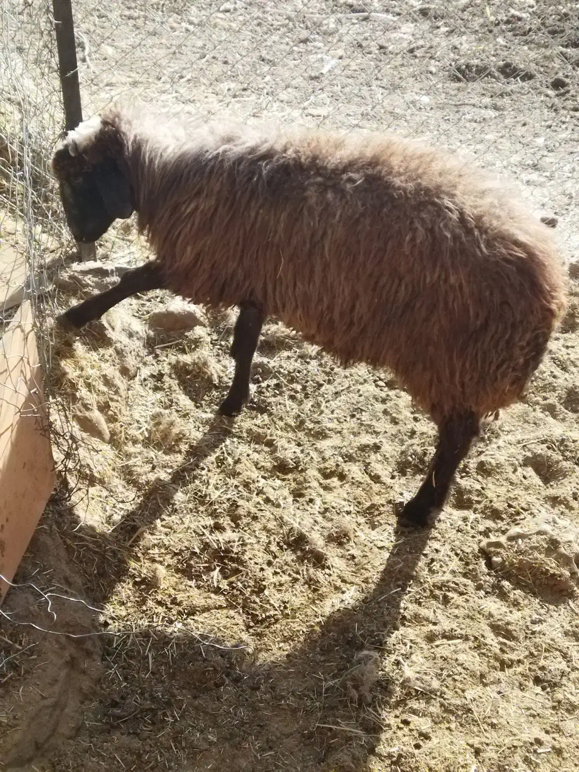 یک عدد بره نر برای قربانی نزی خوبع|حیوانات مزرعه|ماکو, |دیوار