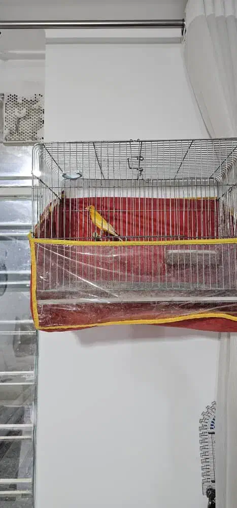 جفت قناری|پرنده|شیراز, کوشک میدان|دیوار