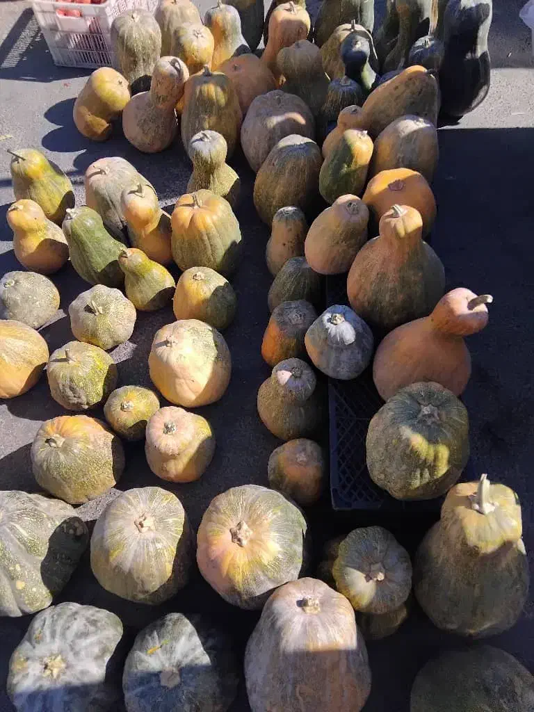 کدو حلوایی محصول کرمانشاه فروش یکجا|خوردنی و آشامیدنی|کاشان, پشت شهربانی|دیوار