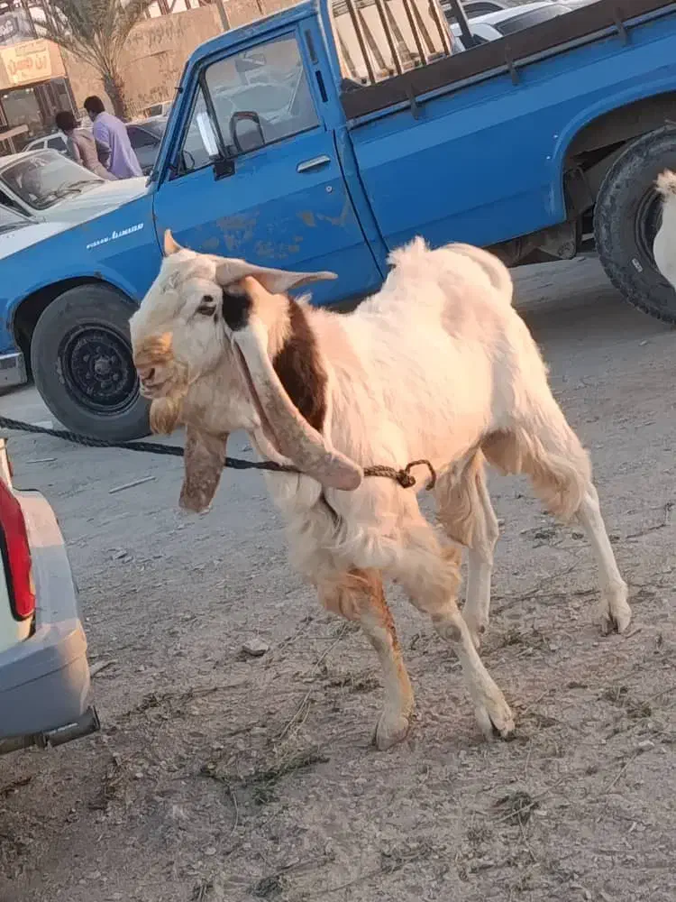 گوسفند فروشی|حیوانات مزرعه|سراوان, |دیوار