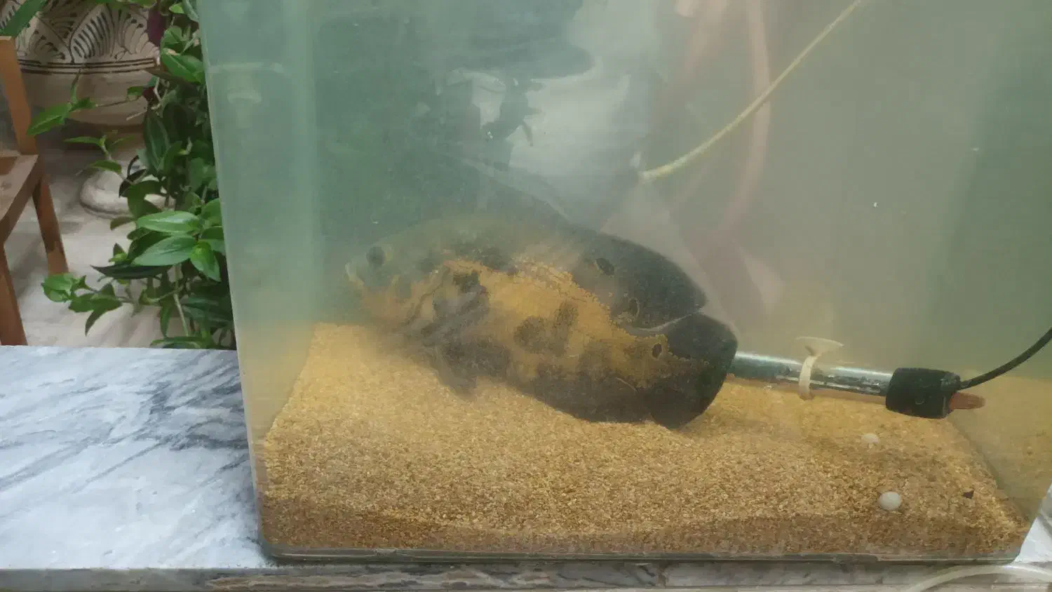 فروش ماهی اسکار|ماهی|ملایر, |دیوار