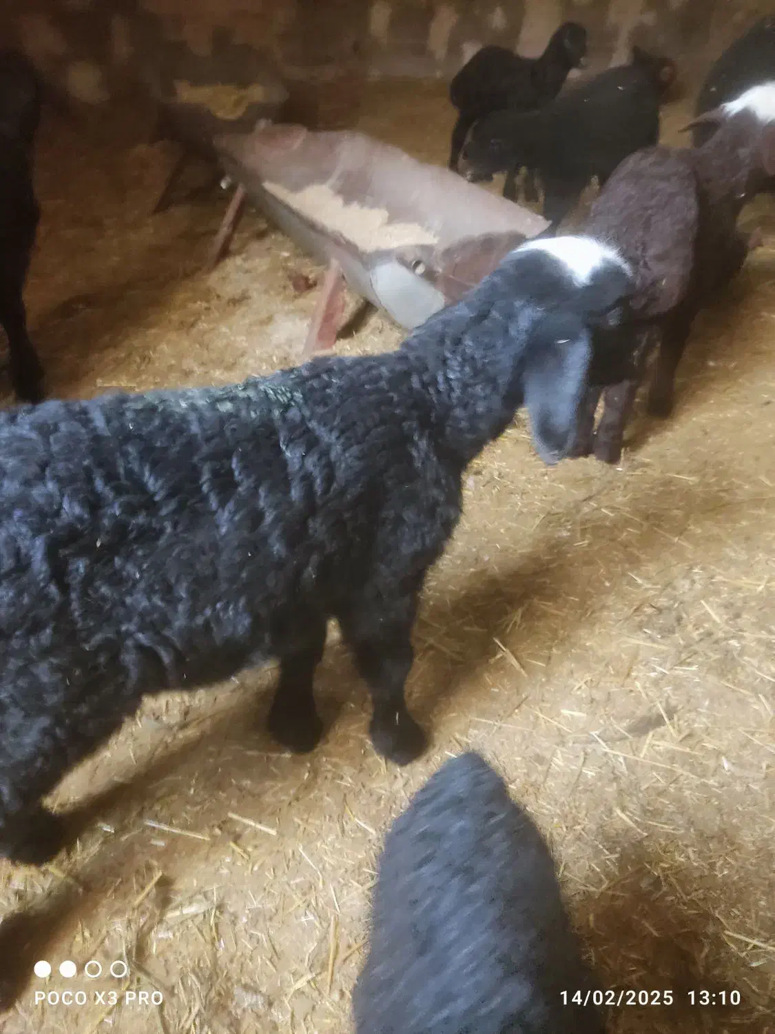 بره نر و ماده وبزغاله|حیوانات مزرعه|دلیجان, |دیوار