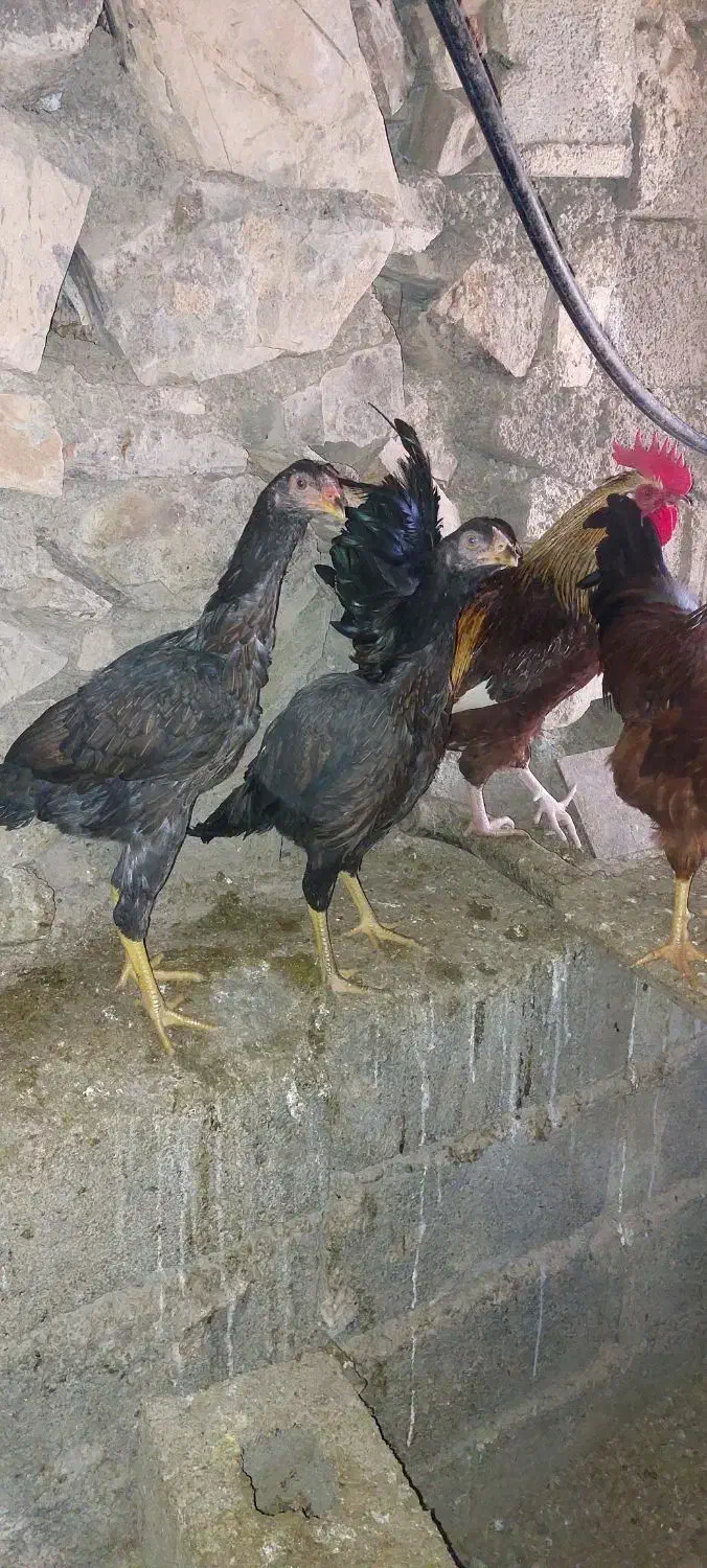 مرغ و خروس لاری|حیوانات مزرعه|آسارا, |دیوار