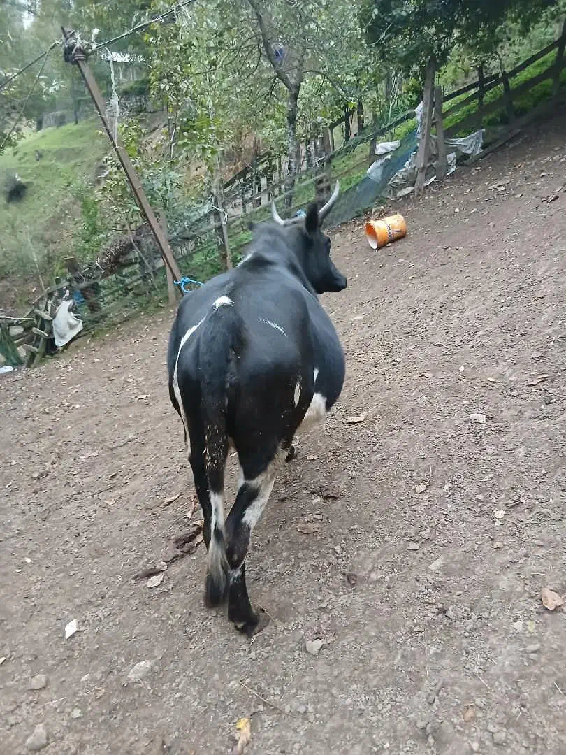 یک راس گاو باردار اولین شکم 7ماه باردار به شرط|حیوانات مزرعه|پرهسر, |دیوار