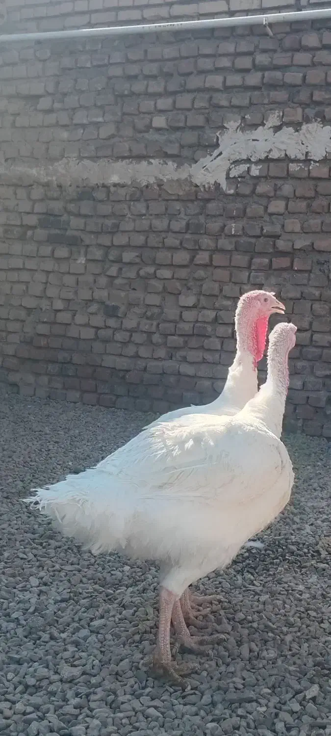 بوقلمون|حیوانات مزرعه|نهبندان, |دیوار