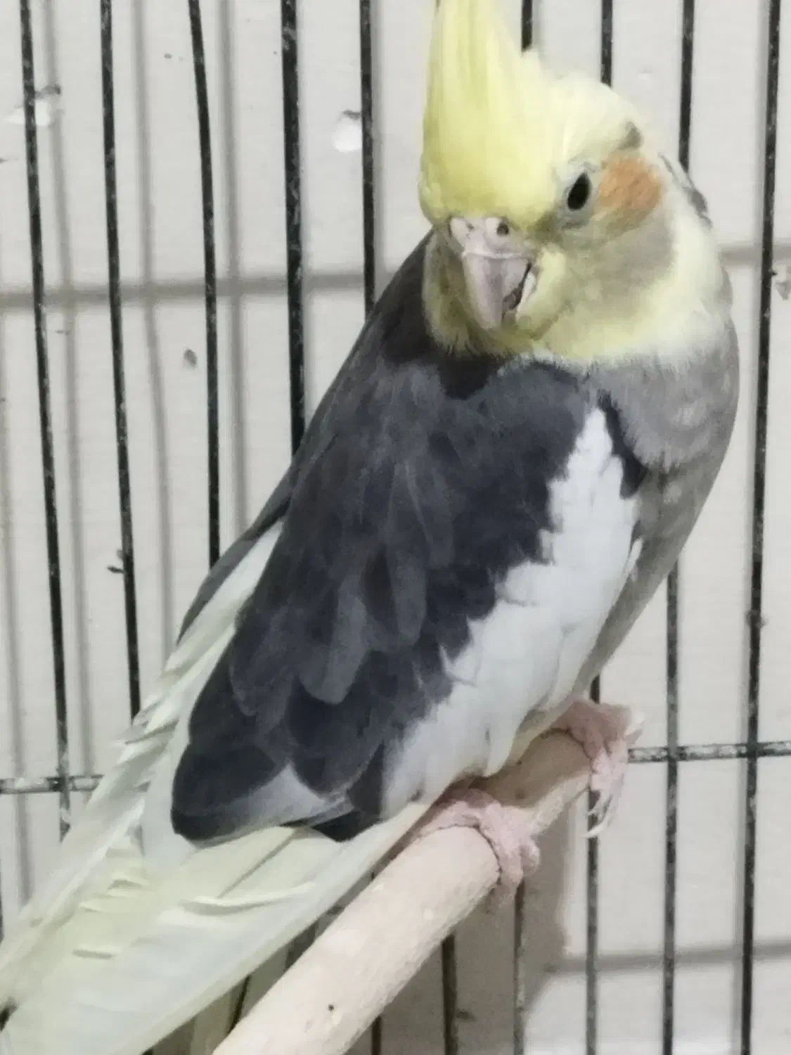 فروش یه عدد عروس هلندی ماده گل باقالی مست|پرنده|مشکین‌دشت, |دیوار