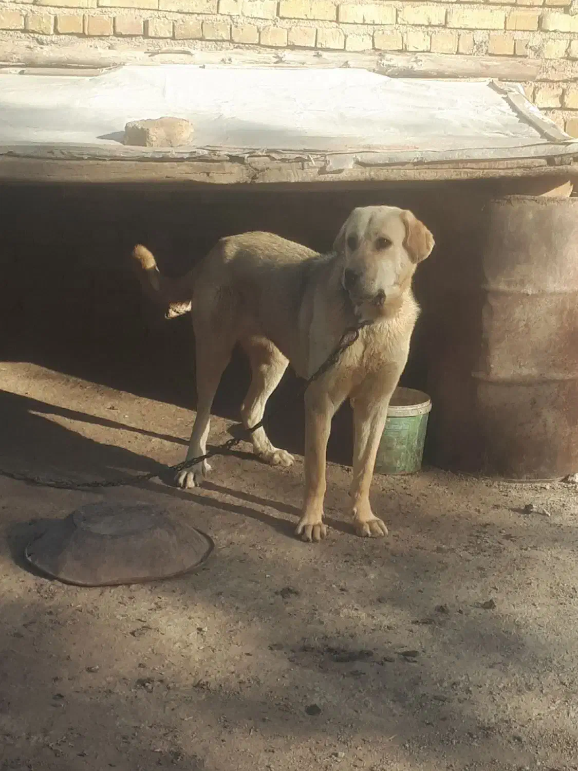 واگذاری سگ ماده پژدر جوان و سالم|سگ|قزوین, |دیوار