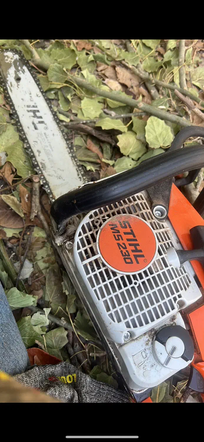 خریددرختان خشک|خدمات باغبانی و درختکاری|تبریز, |دیوار