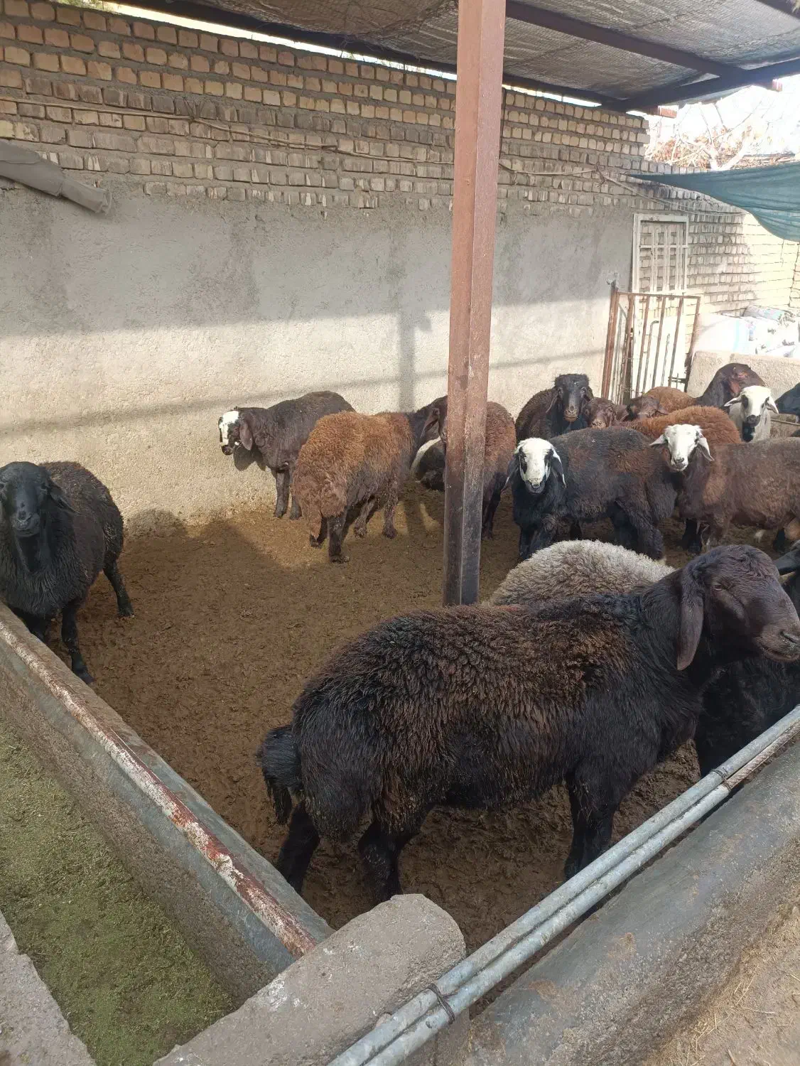 17رس بره نره قزل افشار جفتی 90تا100کیلو فقد نقدهست|حیوانات مزرعه|جوادآباد, |دیوار