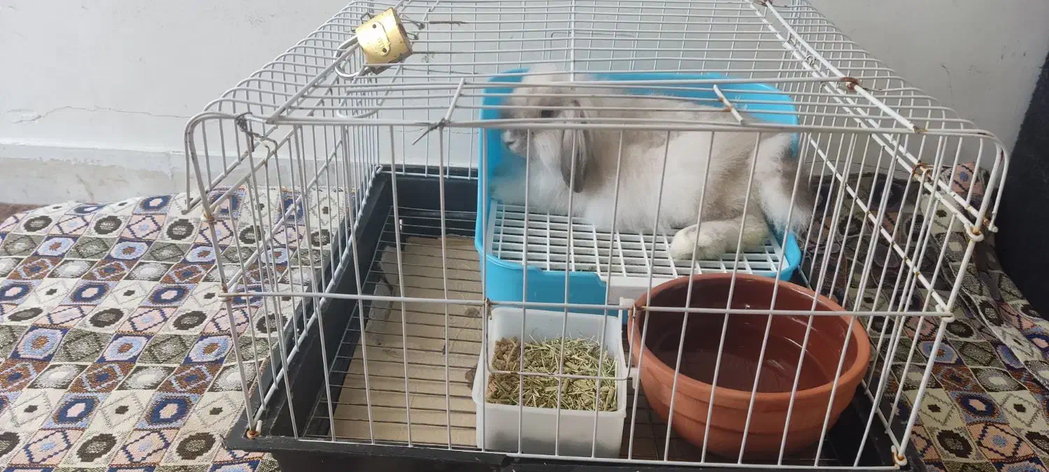 خرگوش لپی|موش و خرگوش|بوشهر, |دیوار