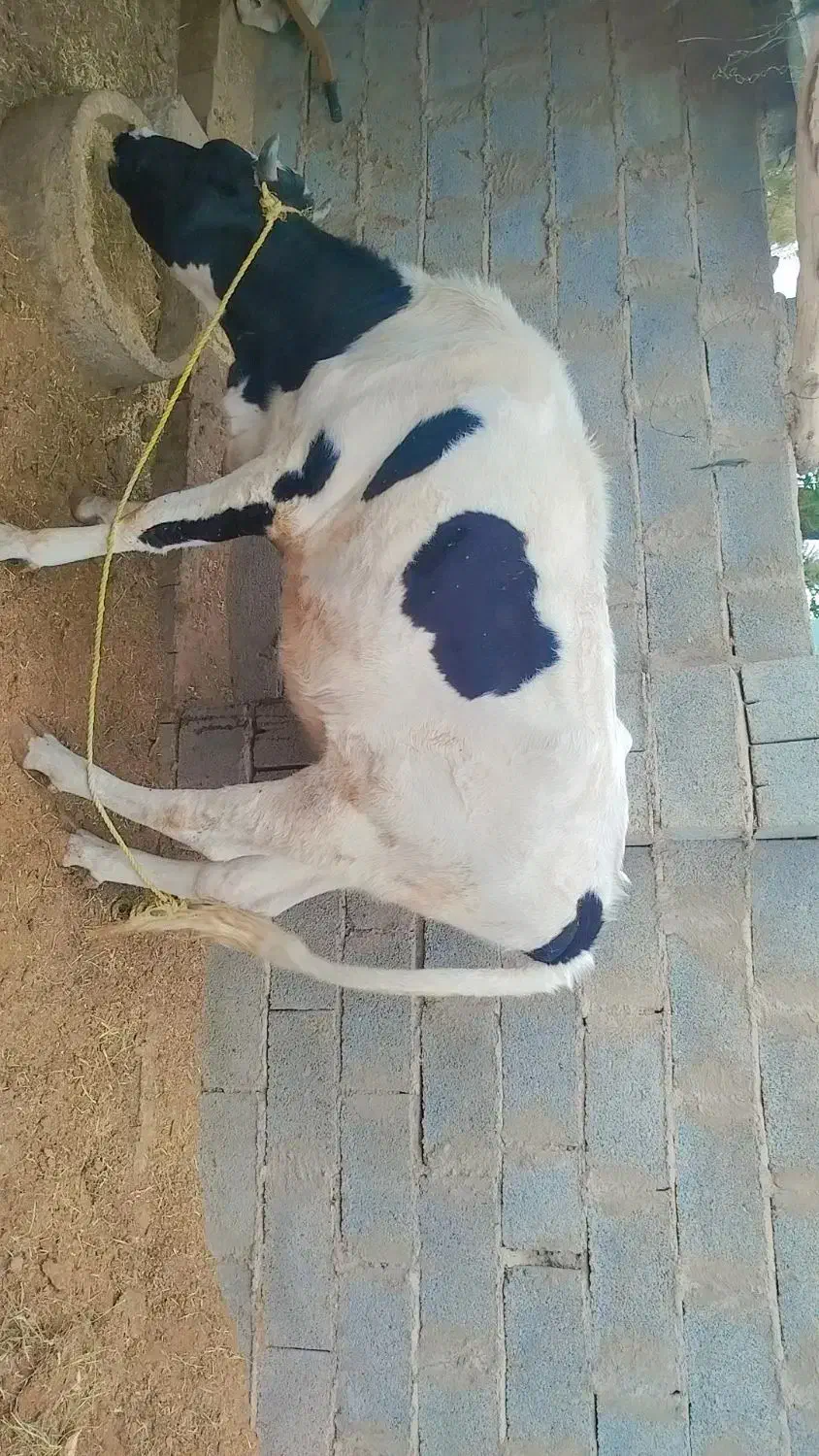 قیمت توافقی|حیوانات مزرعه|جیرفت, |دیوار