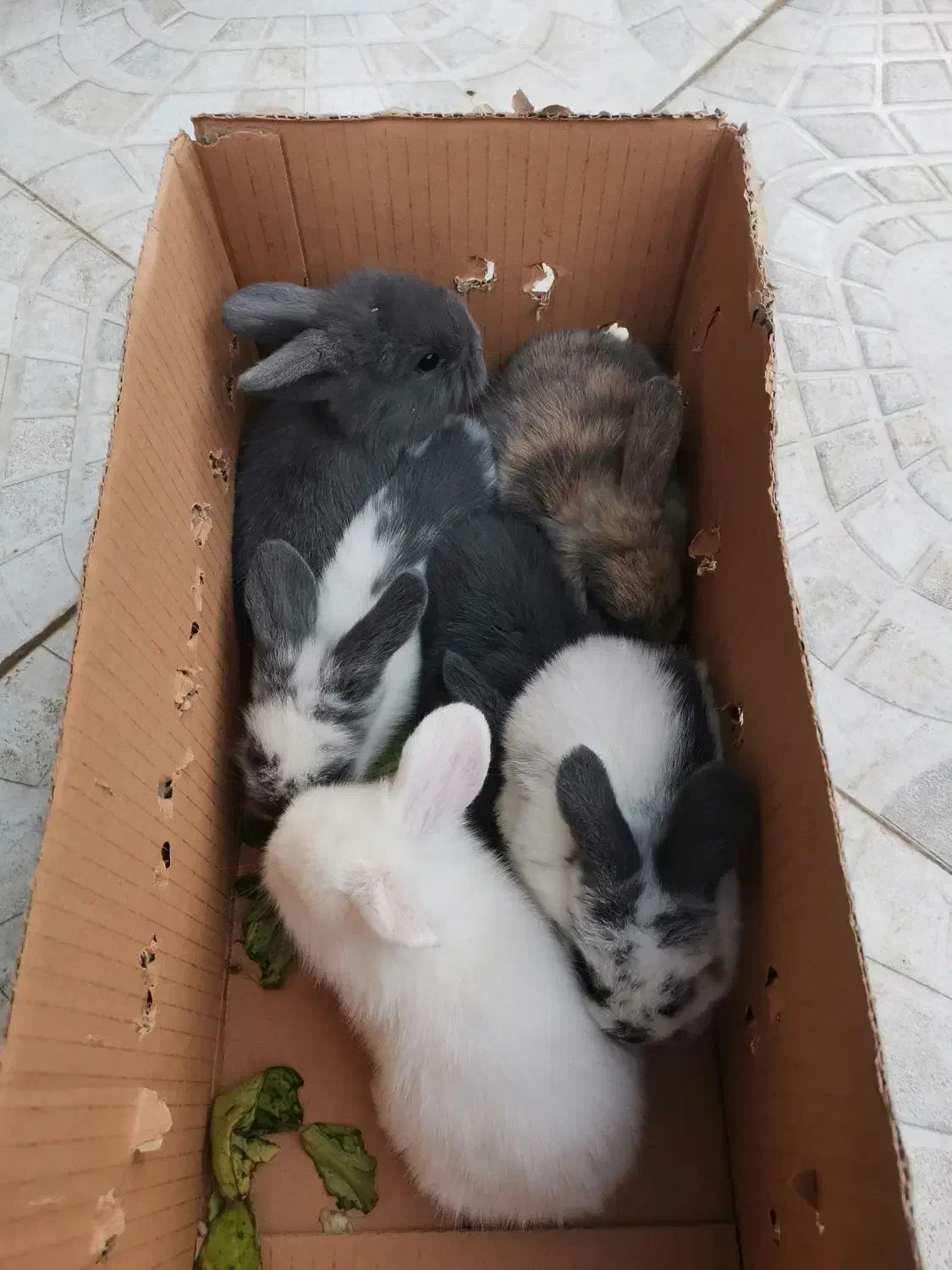 خرگوش لپ|موش و خرگوش|جم, |دیوار