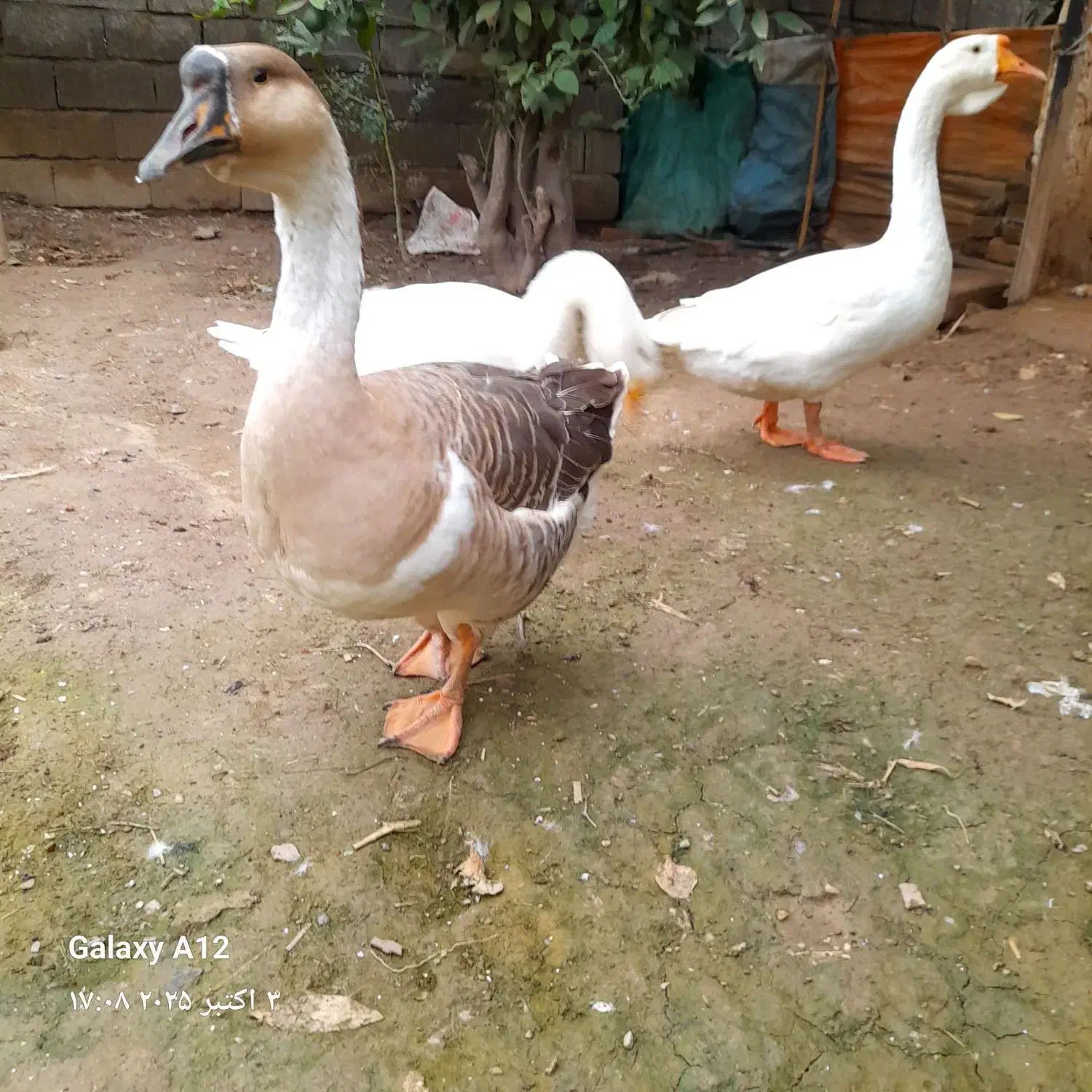 سه عدد قو غاز|حیوانات مزرعه|مزرعه کتول, |دیوار
