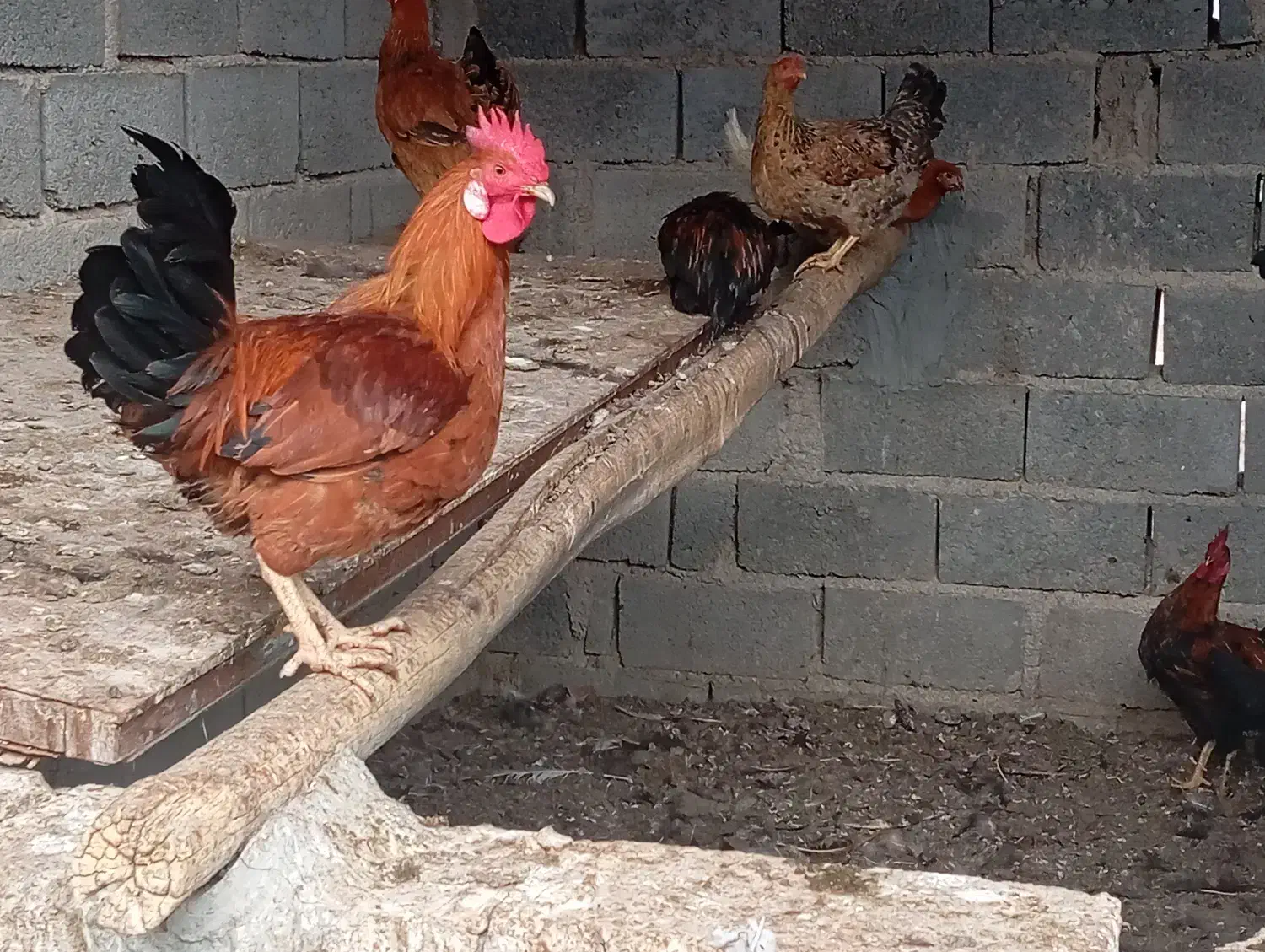 فروش مرغ و خروس|حیوانات مزرعه|جنت, |دیوار