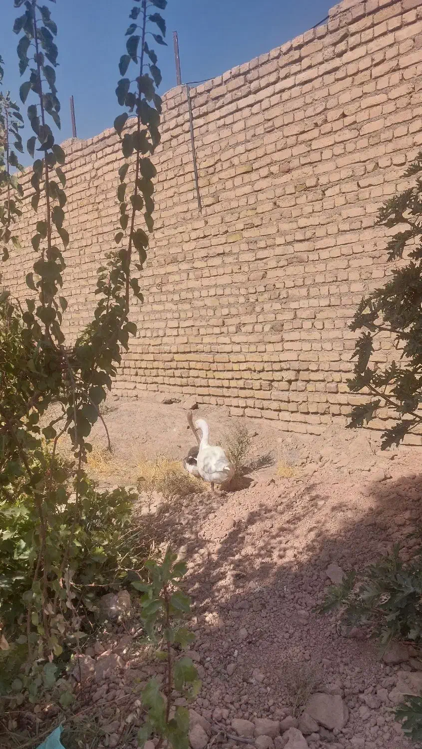 غاز اسراییلی یک جفت|حیوانات مزرعه|نیشابور, مازول|دیوار