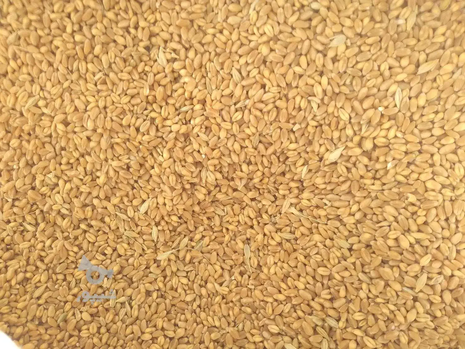 بذر گندم آبی پیشگام اصلاح شده و بسیار تمیز|عمده‌فروشی|تویسرکان, |دیوار