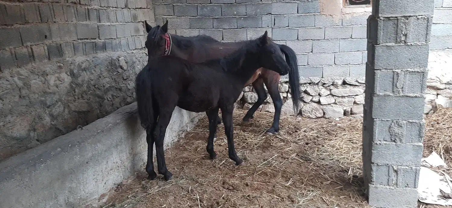 اسب|حیوانات مزرعه|ساری, |دیوار