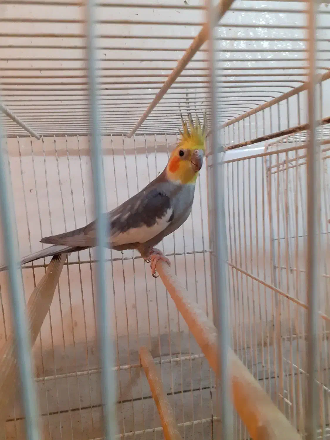 عروس هلندی بالغ نر|پرنده|فردوس (خراسان), |دیوار