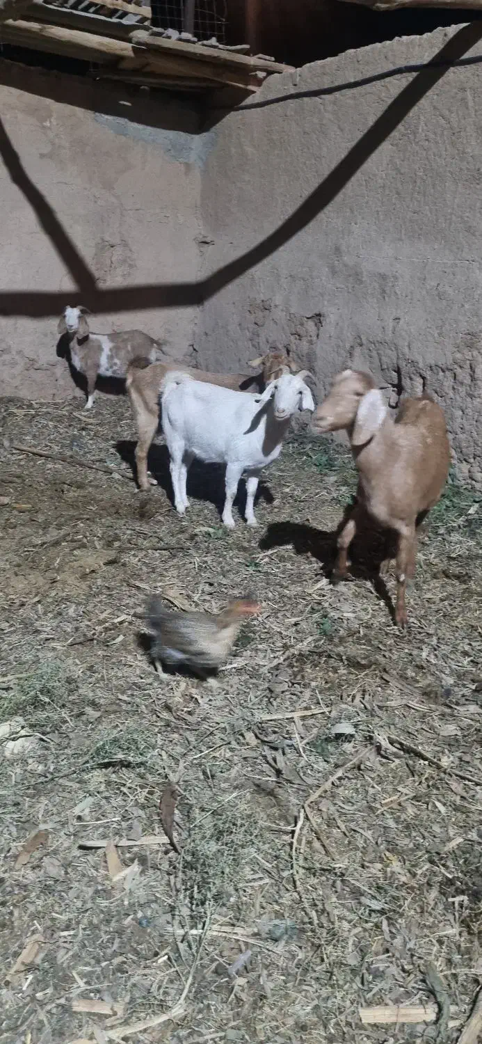 بز جوان دورگ|حیوانات مزرعه|یزد, |دیوار