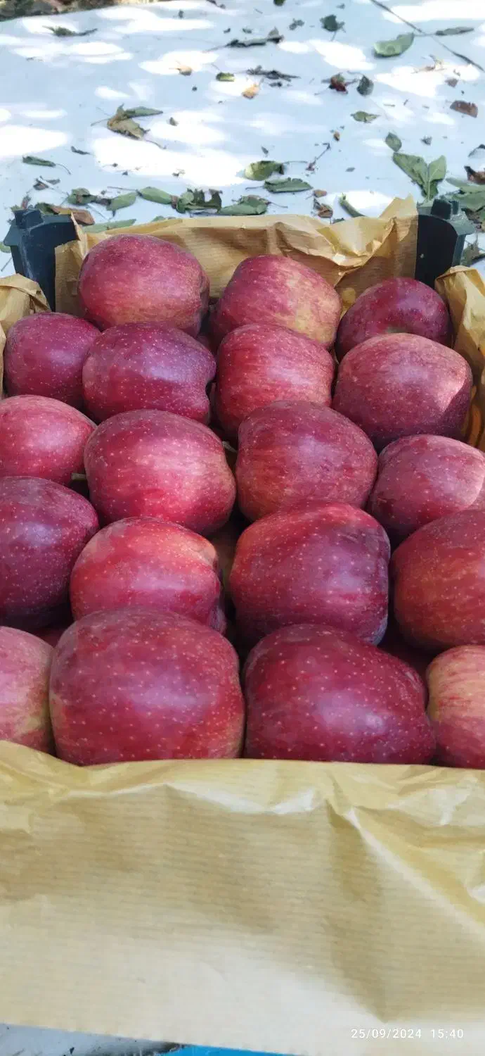 سیب قرمز درجه یک|خوردنی و آشامیدنی|نوشین شهر, |دیوار