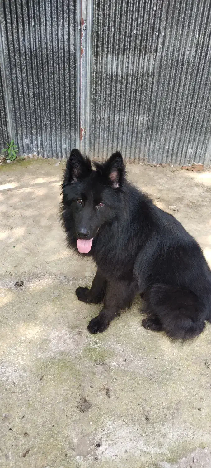 ژرمن|سگ|لاهیجان, بازکیاگوراب|دیوار