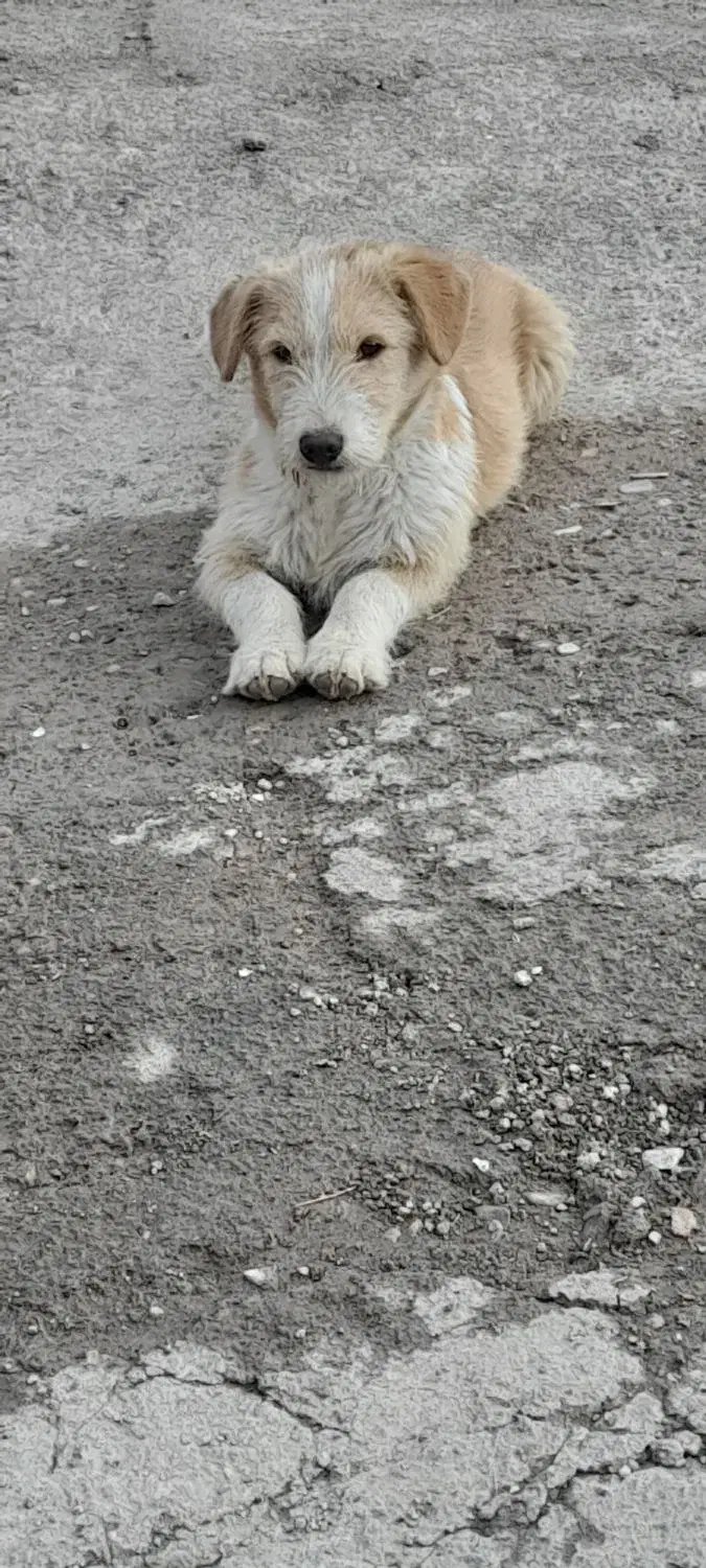 پاکوتا بسیار حرف گوش کن|سگ|زنجانرود, |دیوار