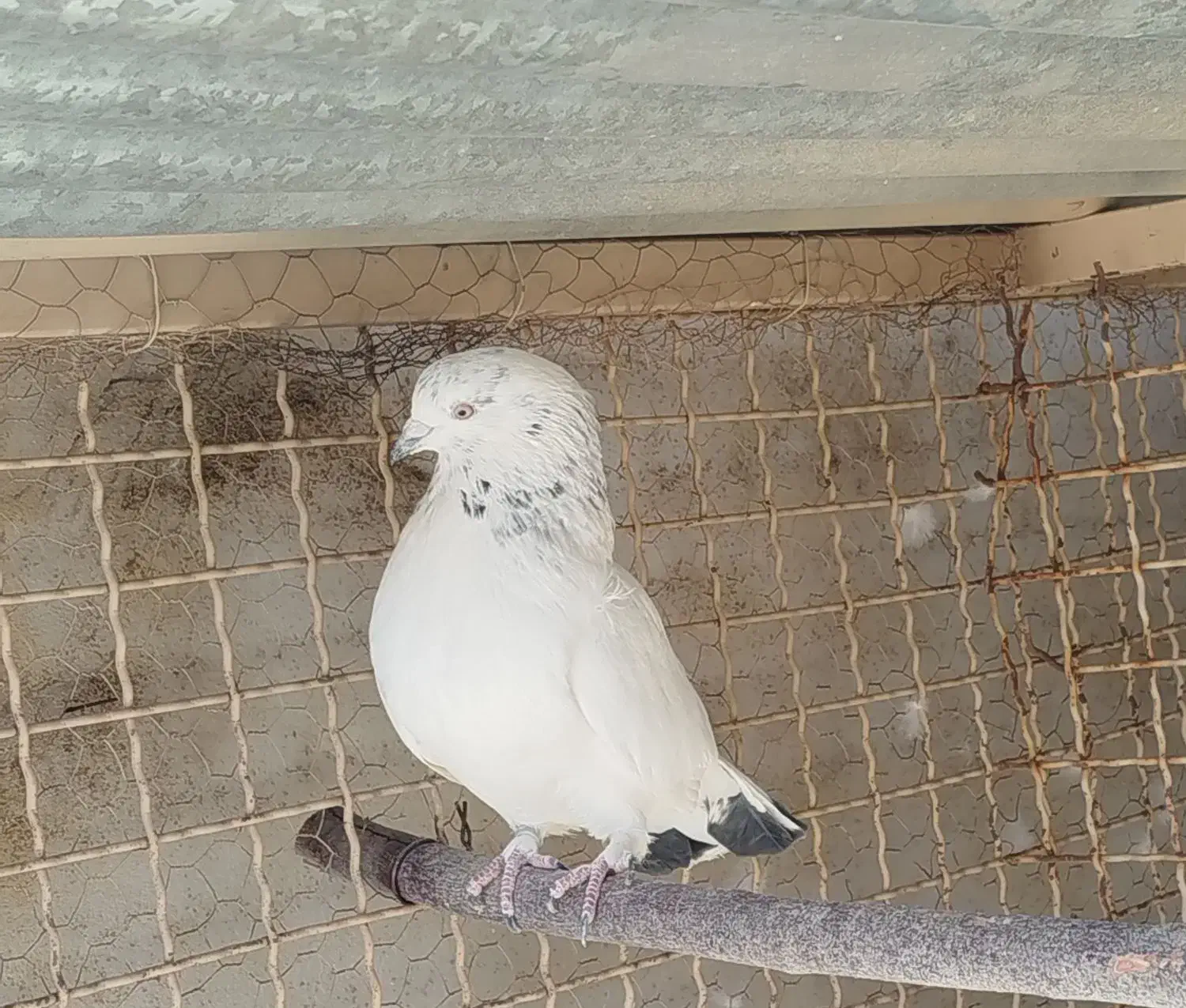 کبوتر|پرنده|خوانسار, |دیوار