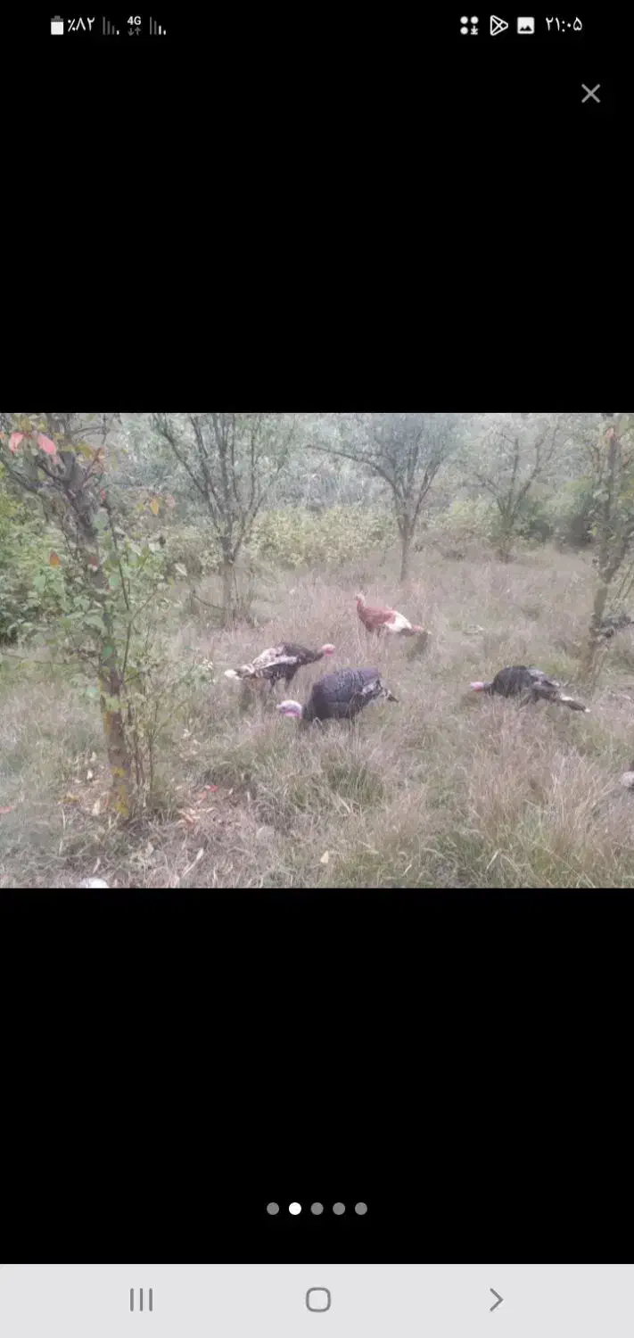 بوقلمون|حیوانات مزرعه|اصلاندوز, |دیوار