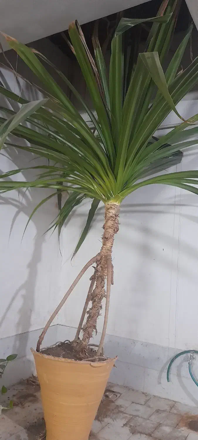 فروش گل|گل و گیاه طبیعی|یزد, |دیوار