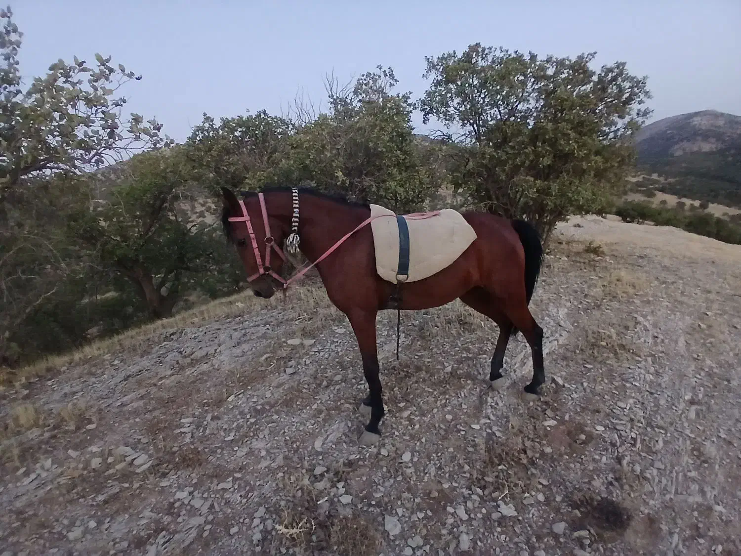 اسب مادیان|اسب و تجهیزات اسبسواری|خرمآباد, |دیوار