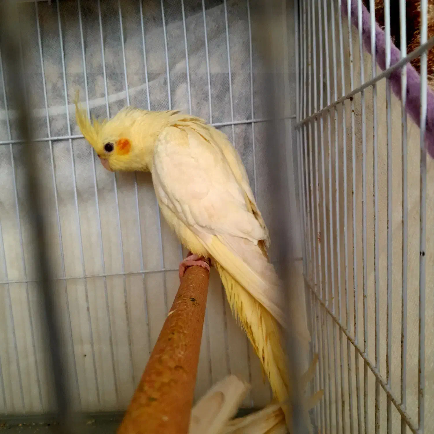 عروس هلندی|پرنده|جوین, |دیوار