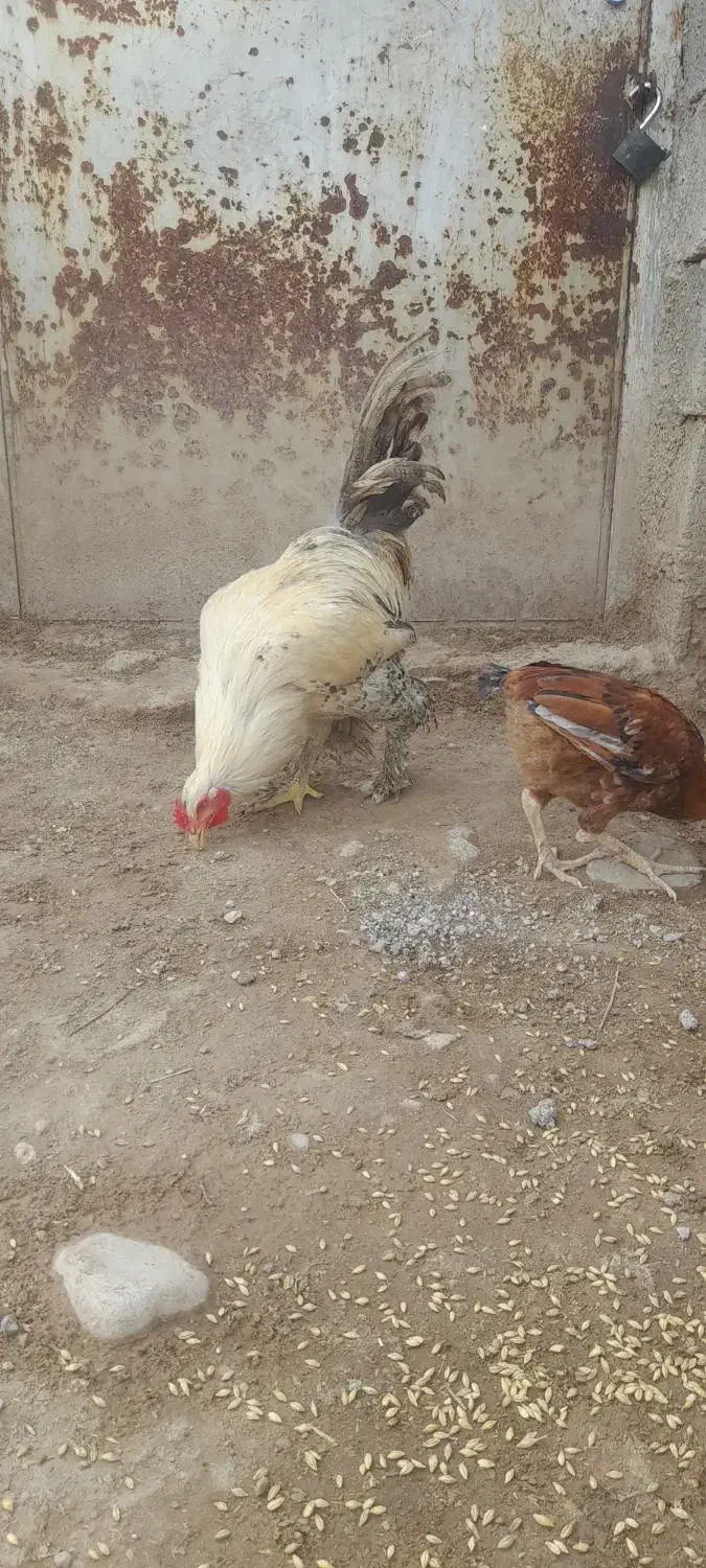 خروس نژاد برهما|حیوانات مزرعه|دوگنبدان, |دیوار