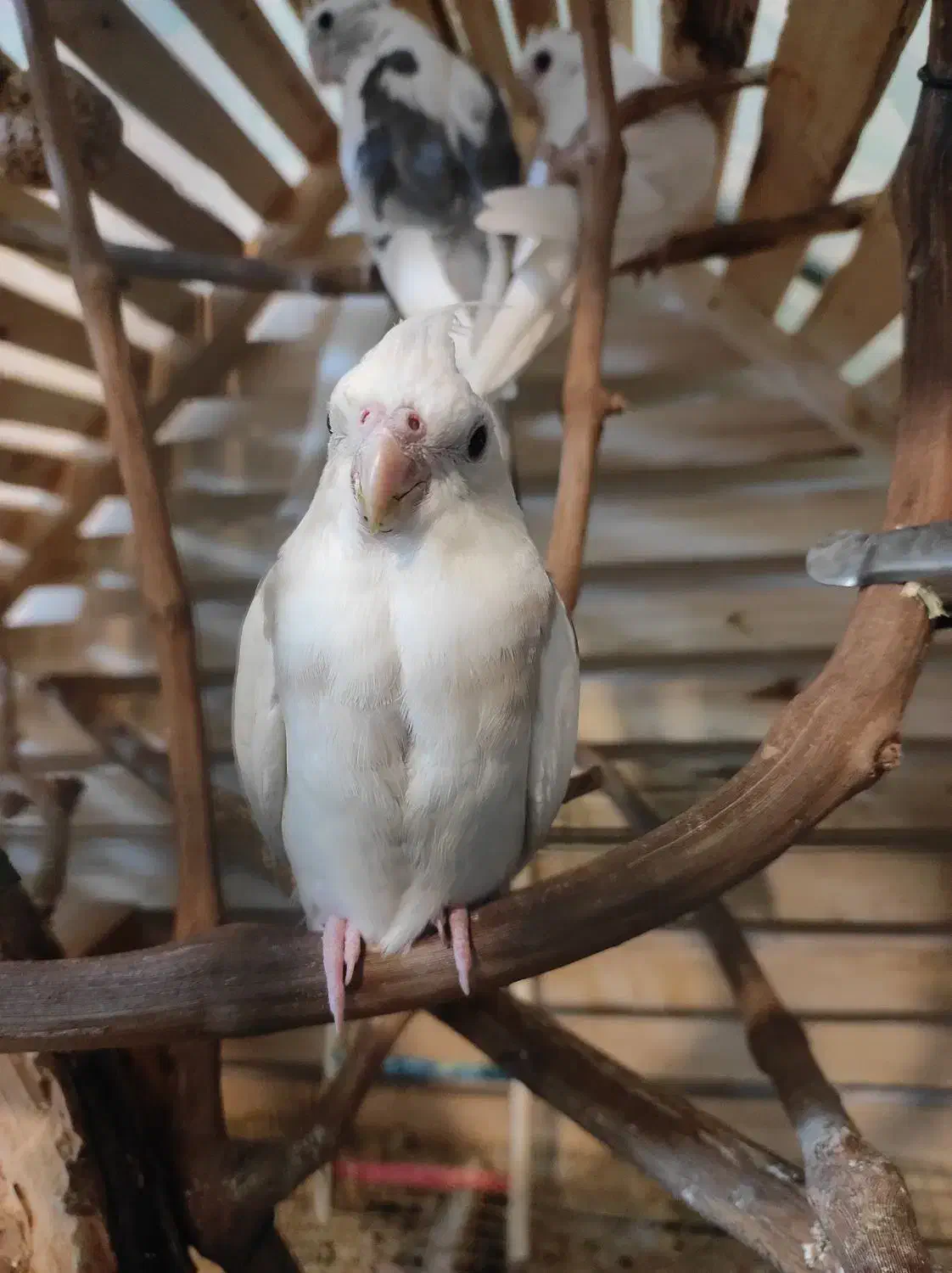 عروس هلندی|پرنده|شیروان (خراسان), |دیوار